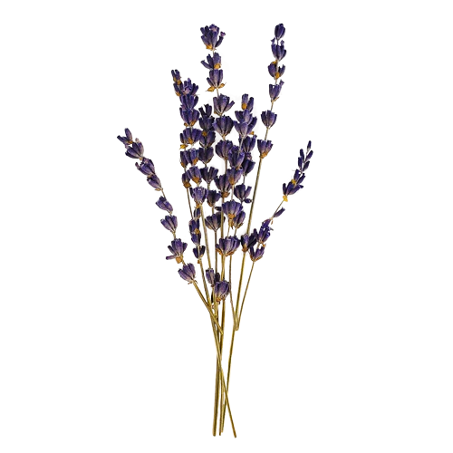 Buy Online True French Lavender Flowers in New York