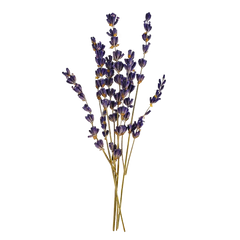 Buy Online True French Lavender Flowers in New York