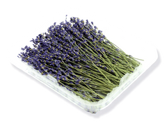 Buy Online True French Lavender Flowers in New York