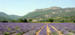 Buy Online True French Lavender Flowers in New York